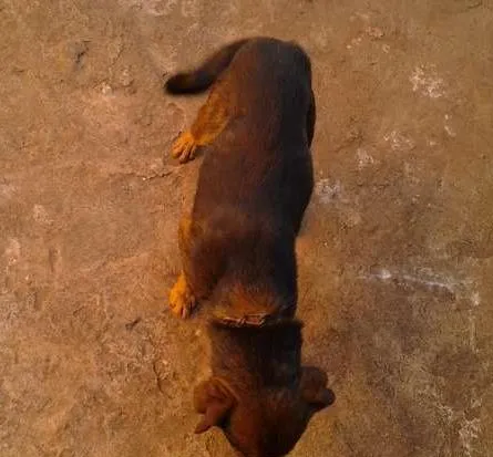 Cachorro ra a  idade  nome brad,teddy,paçoca,g