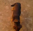 brad,teddy,paçoca,g