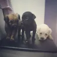 Lupy, Lepy , Lypa