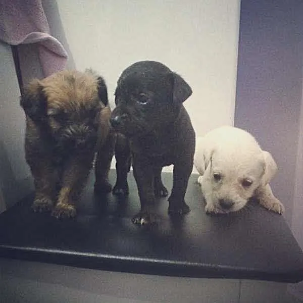 Cachorro raça Chow Chow idade Abaixo de 2 meses nome Lupy, Lepy , Lypa