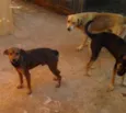 brad,teddy,paçoca,g