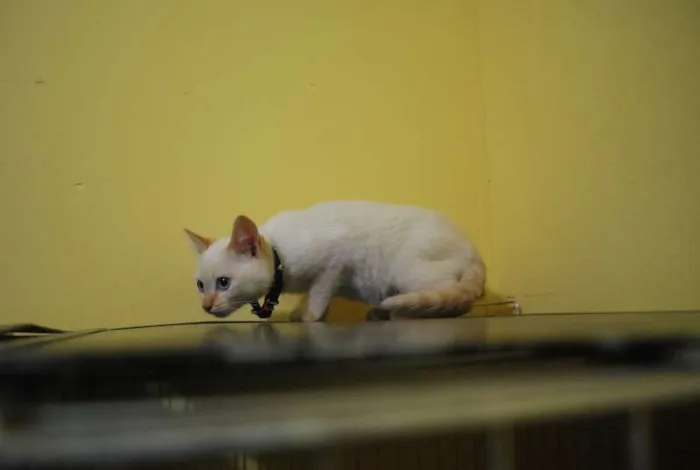 Gato ra a  idade 2 a 6 meses nome Filhotinho amarelo 