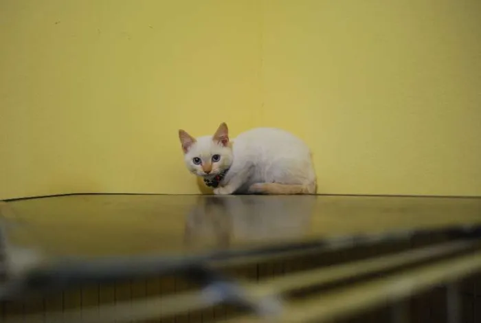 Gato ra a  idade 2 a 6 meses nome Filhotinho amarelo 