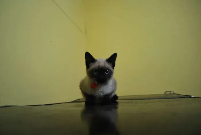 Gato ra a Siamês idade 2 a 6 meses nome Siamês, 2 meses e m