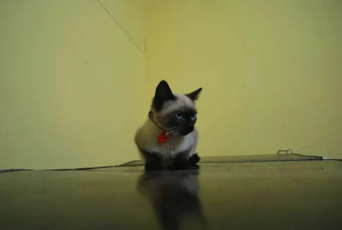 Gato ra a Siamês idade 2 a 6 meses nome Siamês, 2 meses e m