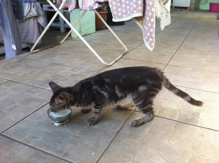 Gato ra a Vira Lata idade 7 a 11 meses nome Sem Nome