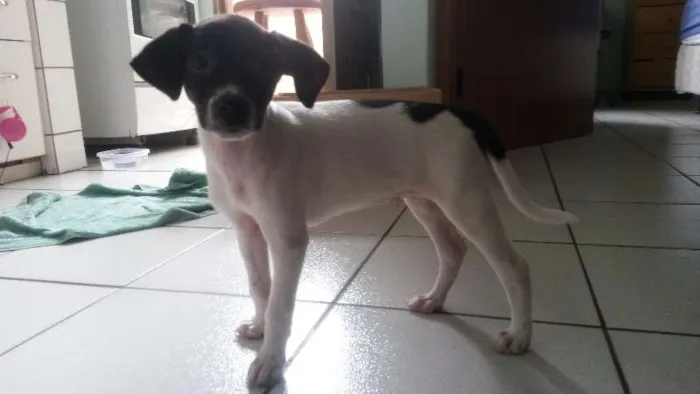 Cachorro ra a SRD idade Abaixo de 2 meses nome sem nome