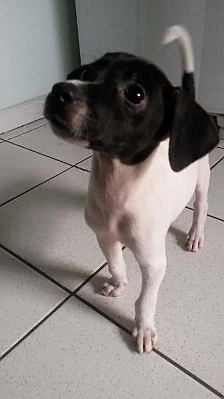 Cachorro ra a SRD idade Abaixo de 2 meses nome sem nome