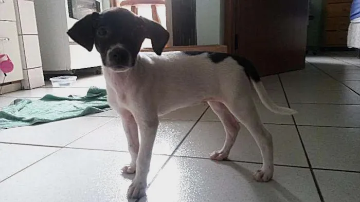 Cachorro ra a SRD idade Abaixo de 2 meses nome sem nome