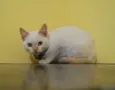 Filhotinho amarelo 