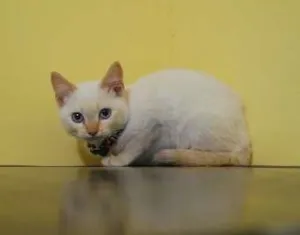 Gato raça  idade 2 a 6 meses nome Filhotinho amarelo 