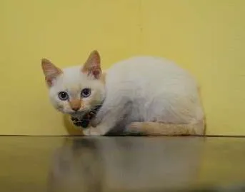 Gato ra a  idade 2 a 6 meses nome Filhotinho amarelo 