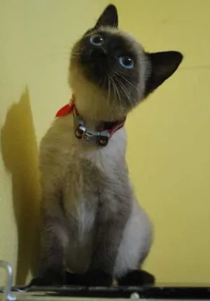 Gato raça Siamês idade 2 a 6 meses nome Siamês, 2 meses e m