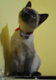 Siamês, 2 meses e m