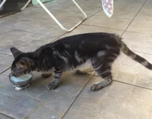 Gato raça Vira Lata idade 7 a 11 meses nome Sem Nome