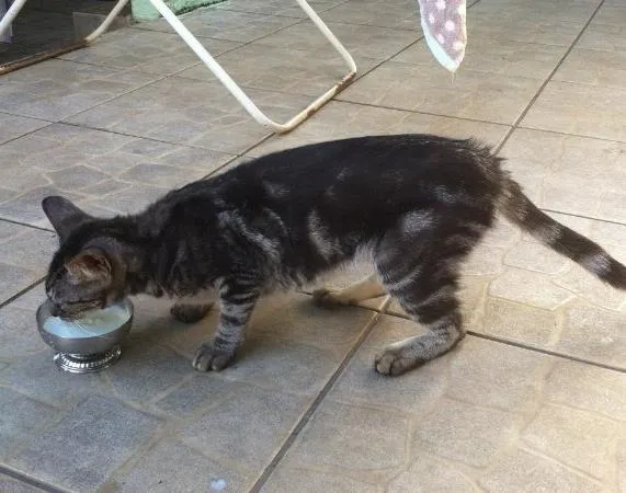 Gato ra a Vira Lata idade 7 a 11 meses nome Sem Nome