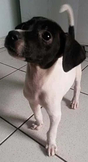 Cachorro raça SRD idade Abaixo de 2 meses nome sem nome