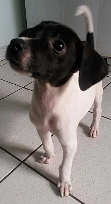 Cachorro ra a SRD idade Abaixo de 2 meses nome sem nome