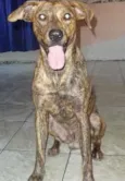 Bolota