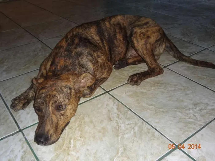 Cachorro ra a SRD idade 1 ano nome Bolota