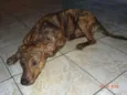Bolota