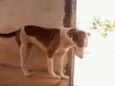 princesa
