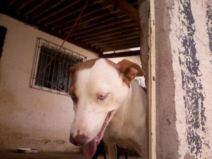 Cachorro ra a vira lata idade 3 anos nome princesa