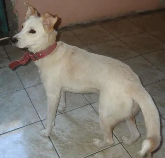 Cachorro ra a SRD idade 2 anos nome Belinha