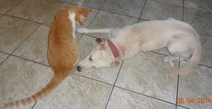 Cachorro ra a SRD idade 2 anos nome Belinha