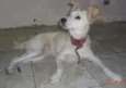Belinha