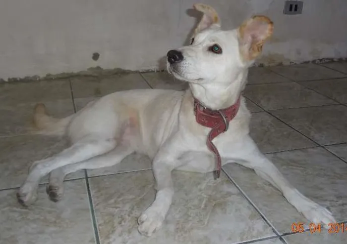Cachorro ra a SRD idade 2 anos nome Belinha