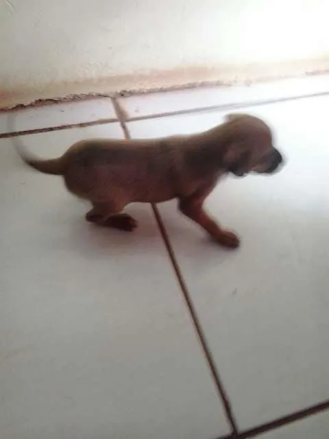 Cachorro ra a SRD idade Abaixo de 2 meses nome MEL,FANIQUITA,BOB, 