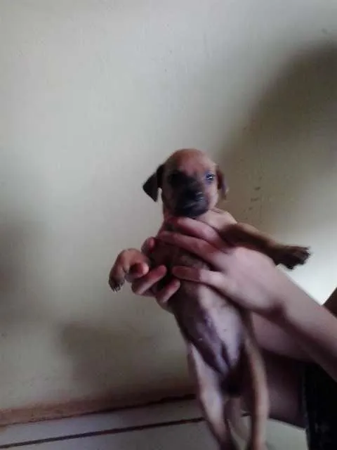 Cachorro ra a SRD idade Abaixo de 2 meses nome MEL,FANIQUITA,BOB, 