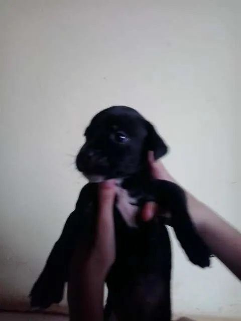 Cachorro ra a SRD idade Abaixo de 2 meses nome MEL,FANIQUITA,BOB, 
