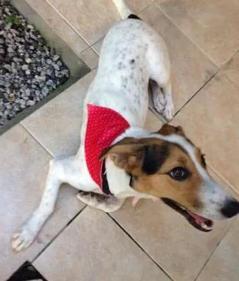 Cachorro raça SRD idade 2 anos nome Amelie