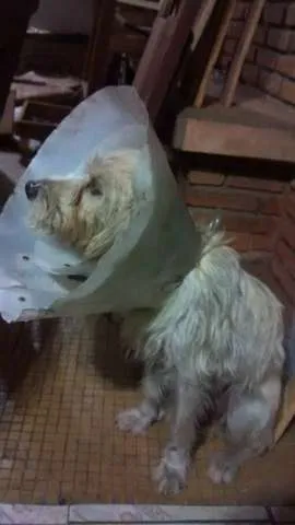 Cachorro ra a SRD idade 1 ano nome Pérola
