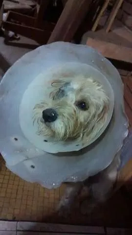 Cachorro ra a SRD idade 1 ano nome Pérola