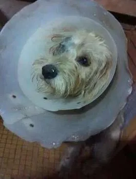 Cachorro ra a SRD idade 1 ano nome Pérola