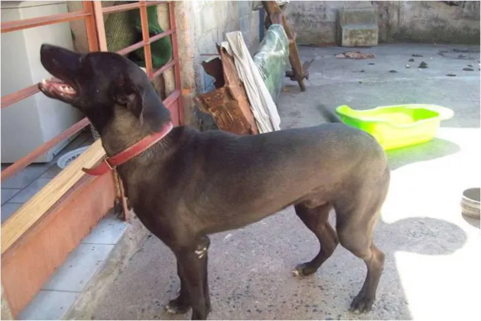 Cachorro ra a SRD idade 7 a 11 meses nome Bebê
