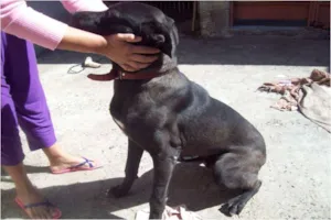 Cachorro raça SRD idade 7 a 11 meses nome Bebê
