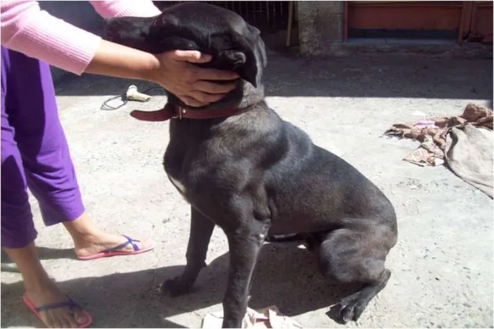Cachorro ra a SRD idade 7 a 11 meses nome Bebê