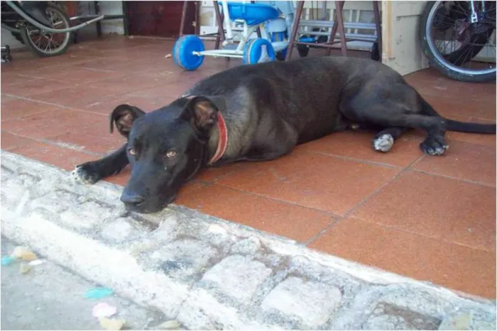Cachorro ra a SRD idade 7 a 11 meses nome Bebê