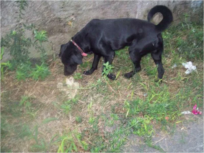 Cachorro ra a Labrador idade 1 ano nome Spike