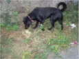 Spike