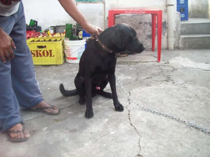 Cachorro ra a Labrador idade 1 ano nome Spike