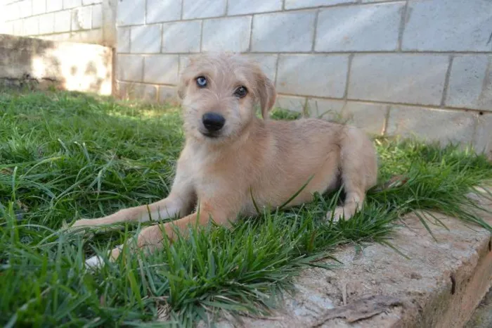 Cachorro ra a SRD idade 2 a 6 meses nome MARVEL, um bebê lin