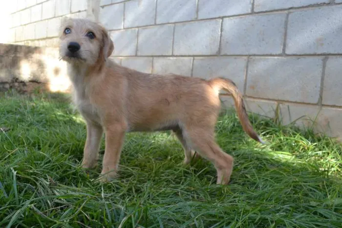 Cachorro ra a SRD idade 2 a 6 meses nome MARVEL, um bebê lin