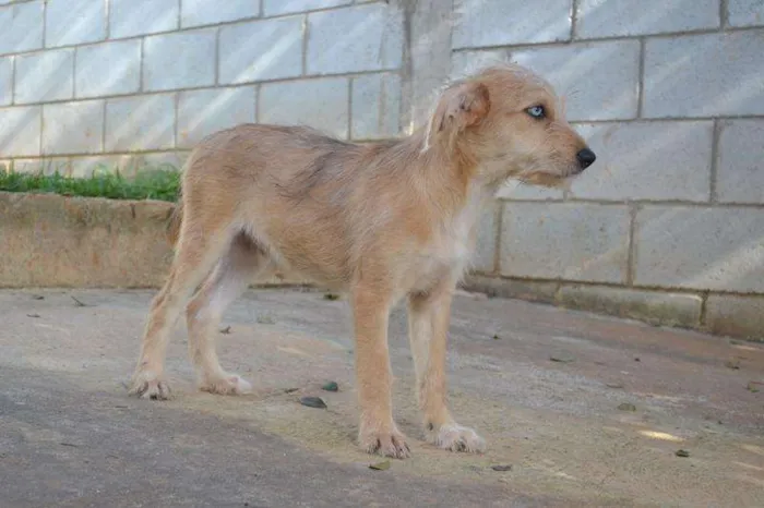 Cachorro ra a SRD idade 2 a 6 meses nome MARVEL, um bebê lin