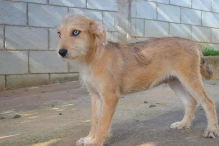 Cachorro ra a SRD idade 2 a 6 meses nome MARVEL, um bebê lin