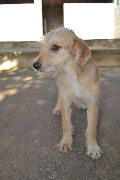 Cachorro ra a SRD idade 2 a 6 meses nome MARVEL, um bebê lin